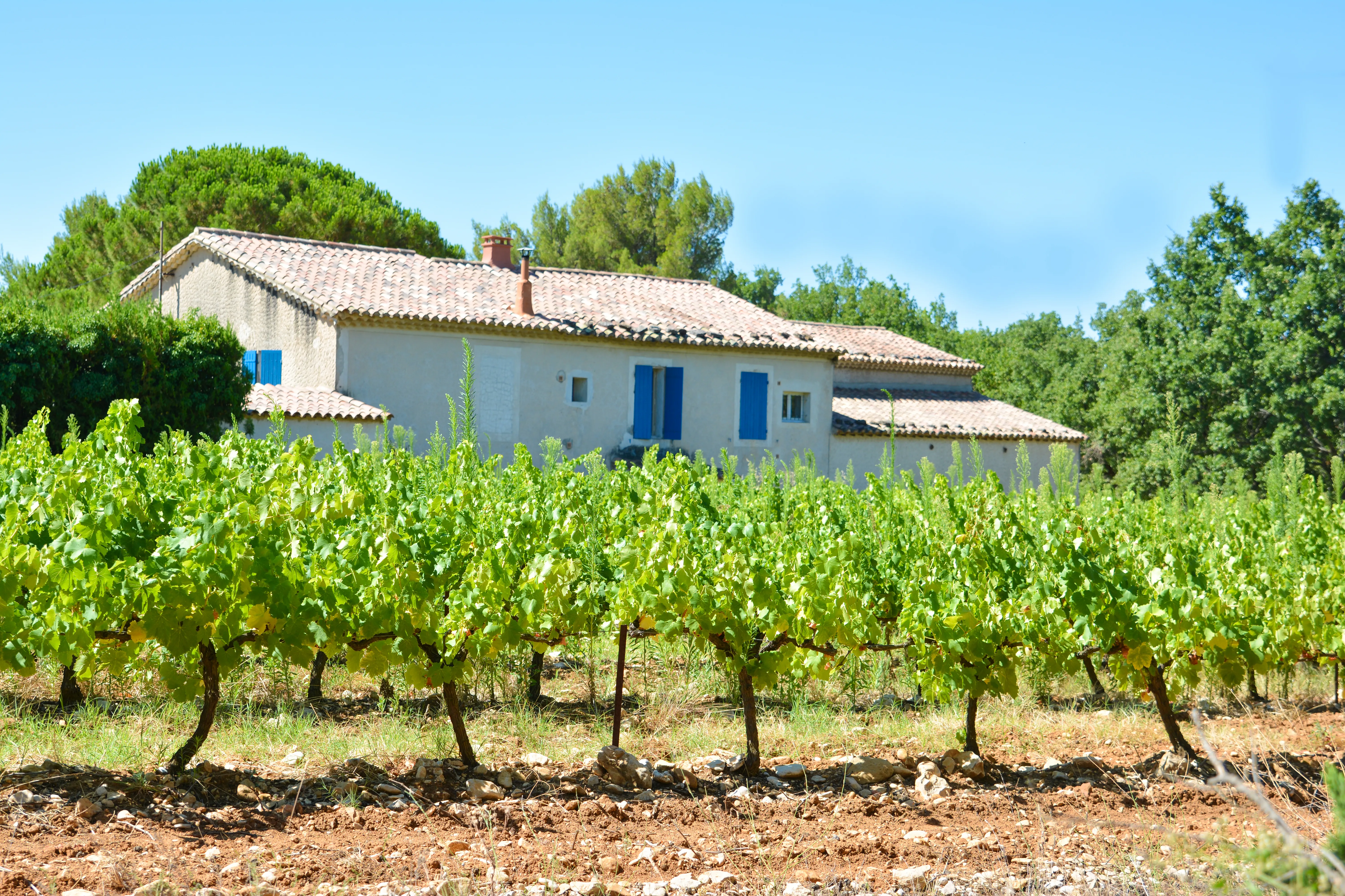 Vignes et maison provençale, le décor du domaine près de Rousset